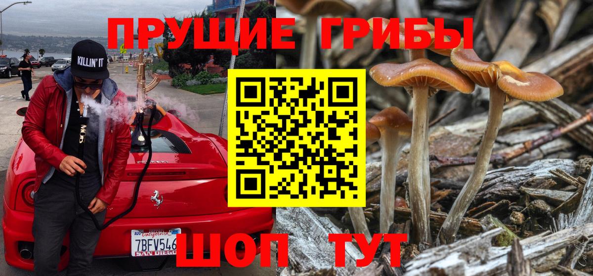 Псилоцибиновые грибы Cubensis Губаха